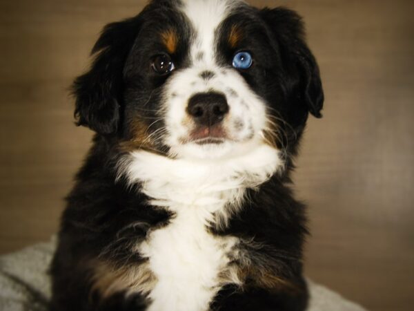 Australian Shepherd DOG Male Tri-Colored 17693 Petland Iowa City, Iowa