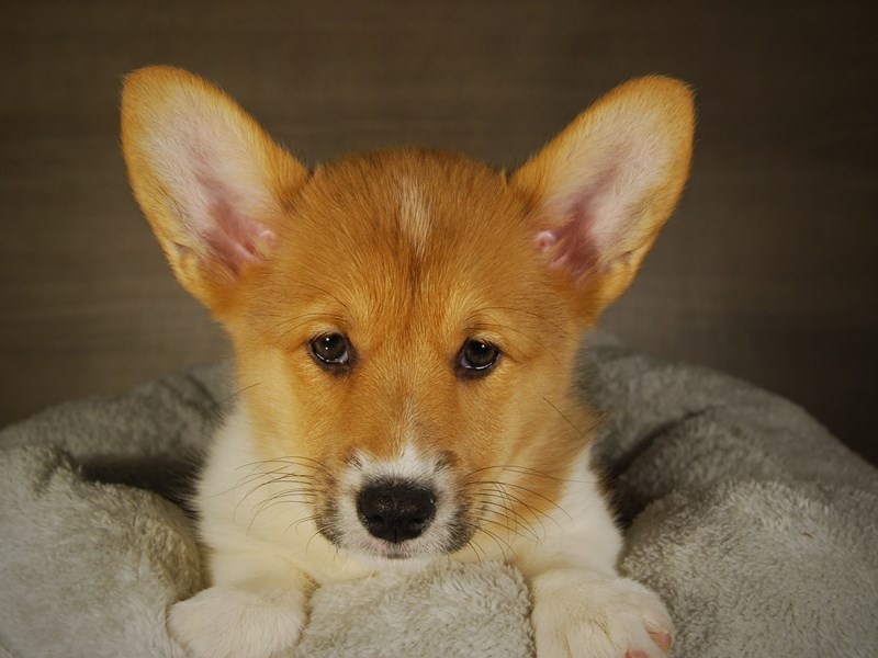 Pembroke Welsh Corgi Dog Female Red / White 17694