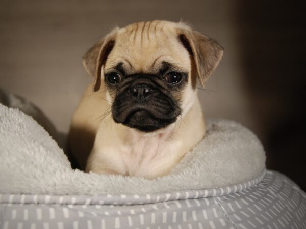 Pug DOG Male Fawn 17695 Petland Iowa City, Iowa