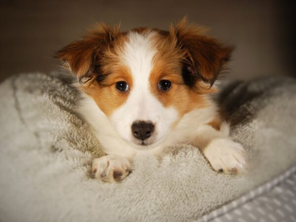 Shetland Sheepdog-DOG-Female-Tan / White-17696-Petland Iowa City, Iowa