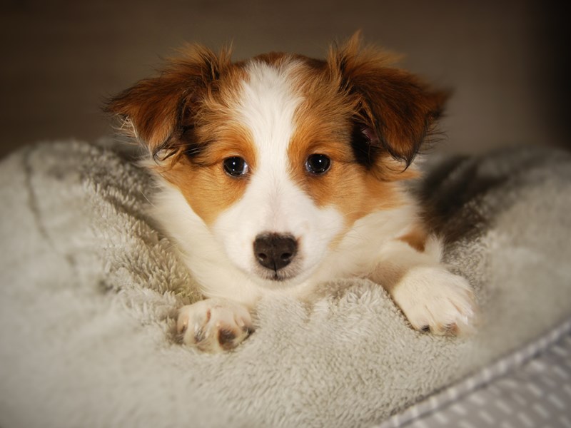 Shetland Sheepdog Dog Female Tan / White 17696