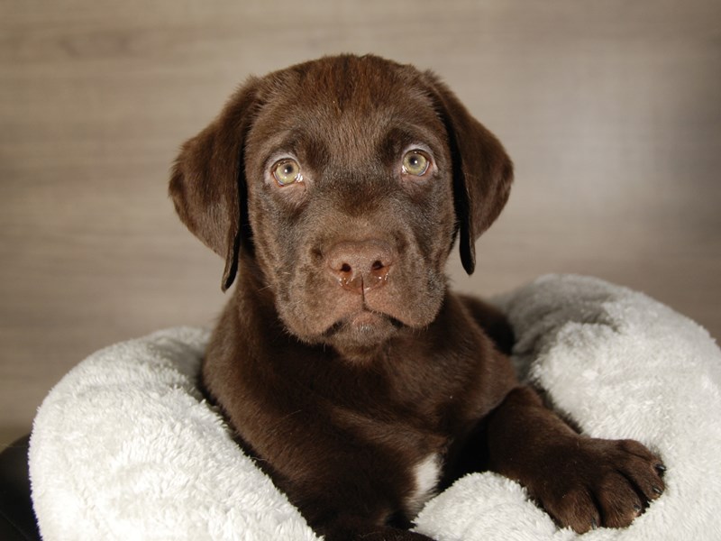 Labrador Retriever Dog Male Chocolate 17698