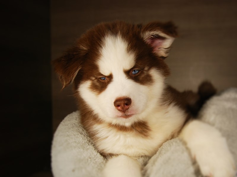 Siberian Husky Dog Male Red / White 17700