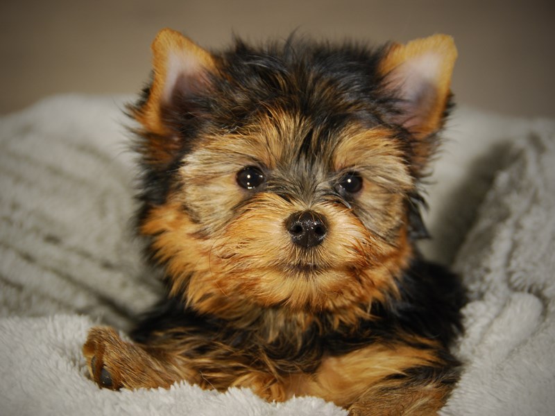 Yorkshire Terrier Dog Male bl & gld 17716