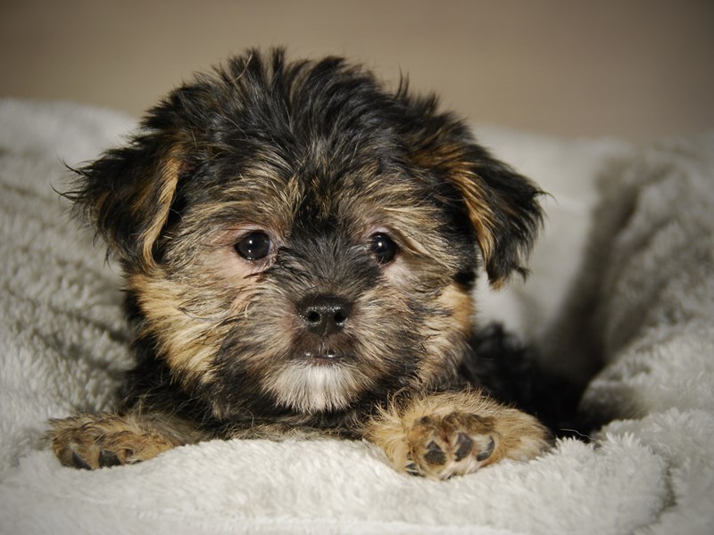 Morkie Dog Male blk 17715