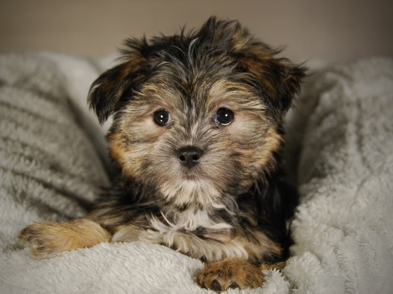 Morkie Dog Male blk 17714