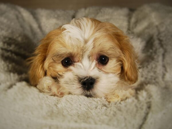 Teddy Bear-DOG-Female--17711-Petland Iowa City, Iowa