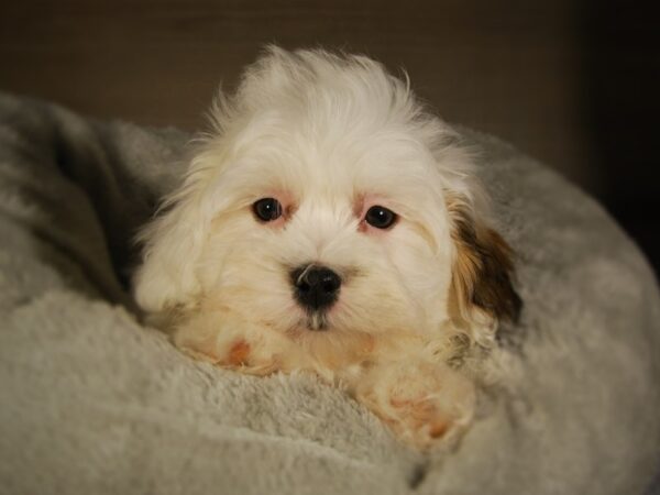 Teddy Bear-DOG-Female--17712-Petland Iowa City, Iowa