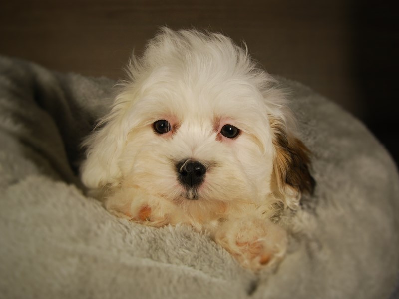 Teddy Bear Dog Female 17712