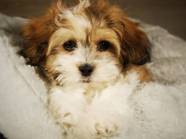 Teddy Bear-DOG-Male--17710-Petland Iowa City, Iowa