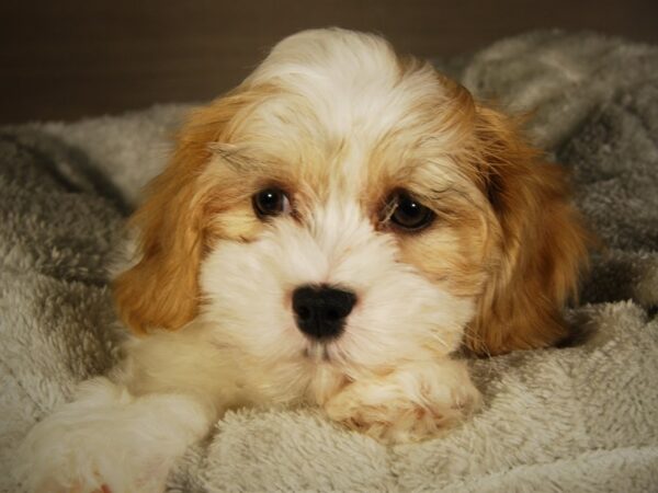 Teddy Bear-DOG-Male--17709-Petland Iowa City, Iowa