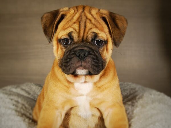 Mini Bulldog-DOG-Female--17708-Petland Iowa City, Iowa