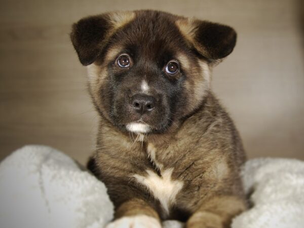 Akita DOG Male Black 17704 Petland Iowa City, Iowa