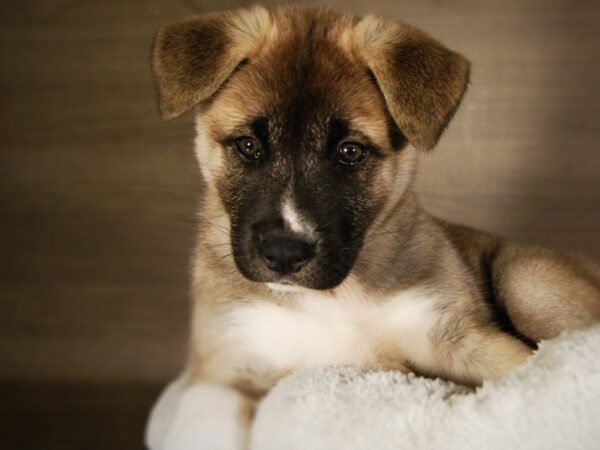 Akita-DOG-Female-Fawn-17703-Petland Iowa City, Iowa