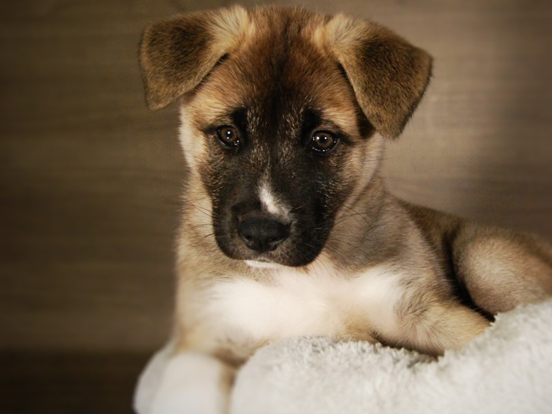 Akita Dog Female Fawn 17703