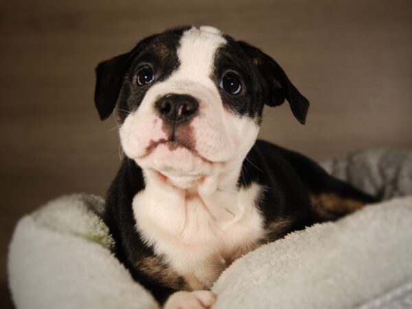 Victorian Bulldoge DOG Female Tri-Colored 17701 Petland Iowa City, Iowa