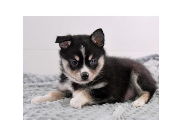 Alaskan Klee Kai/Australian Shepherd-DOG-Male-Black / White-17721-Petland Iowa City, Iowa