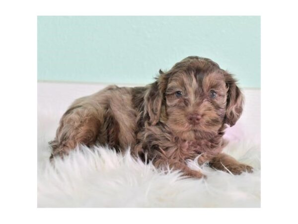 Goldendoodle Mini 2nd Gen DOG Female Chocolate Merle 17723 Petland Iowa City, Iowa