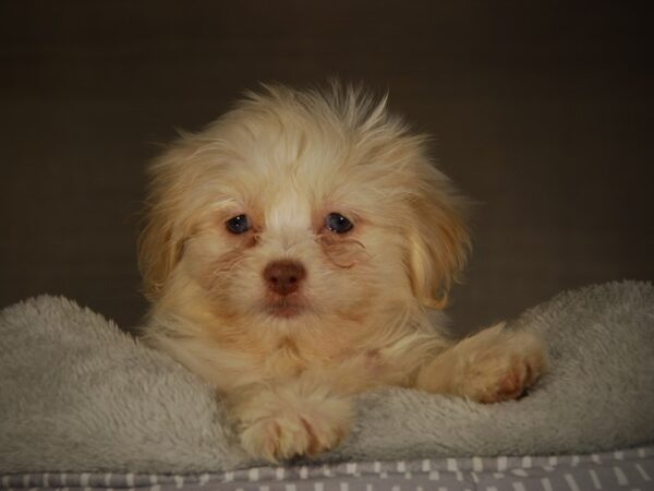 HavaPom DOG Female 17745 Petland Iowa City, Iowa