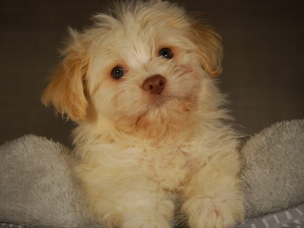 HavaPom-DOG-Male--17744-Petland Iowa City, Iowa