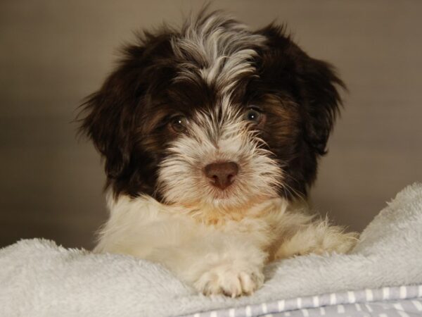 HavaPom-DOG-Male--17743-Petland Iowa City, Iowa