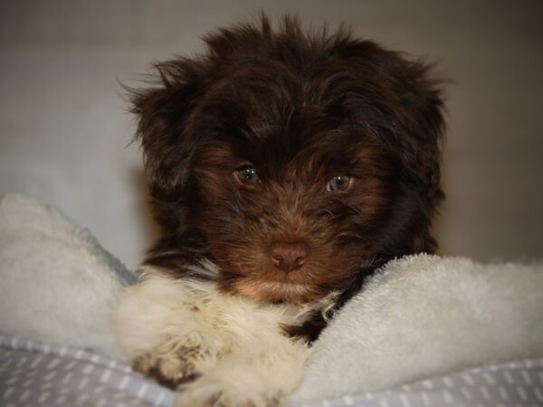 HavaPom-DOG-Male--17742-Petland Iowa City, Iowa