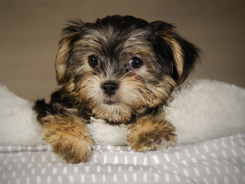 Morkie Dog Male blk 17741