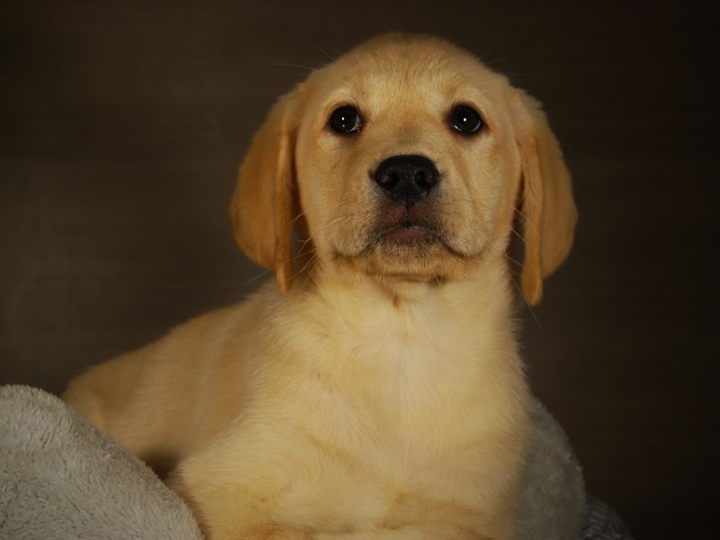 Labrador Retriever Dog Male Yellow 17739