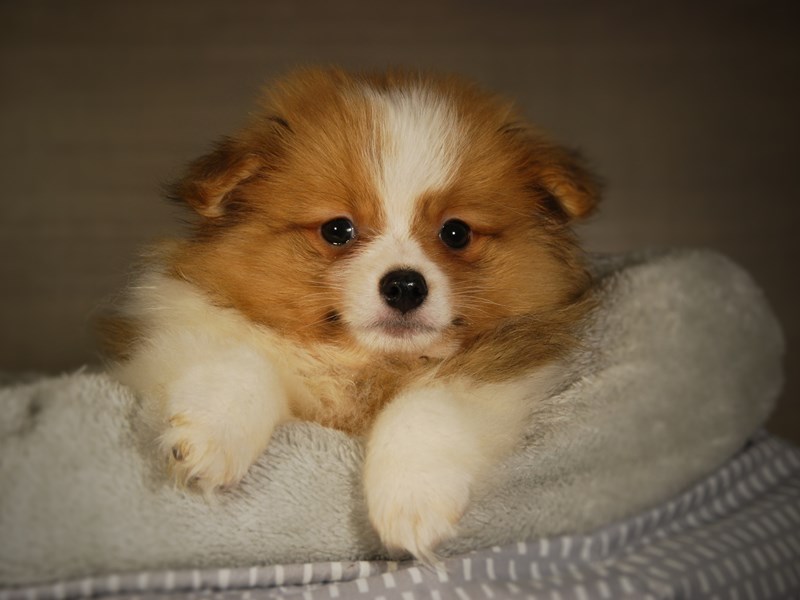 Pomeranian Dog Male org & wh 17737