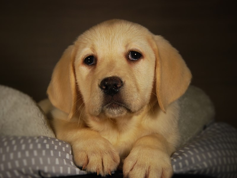 Labrador Retriever Dog Female Yellow 17705