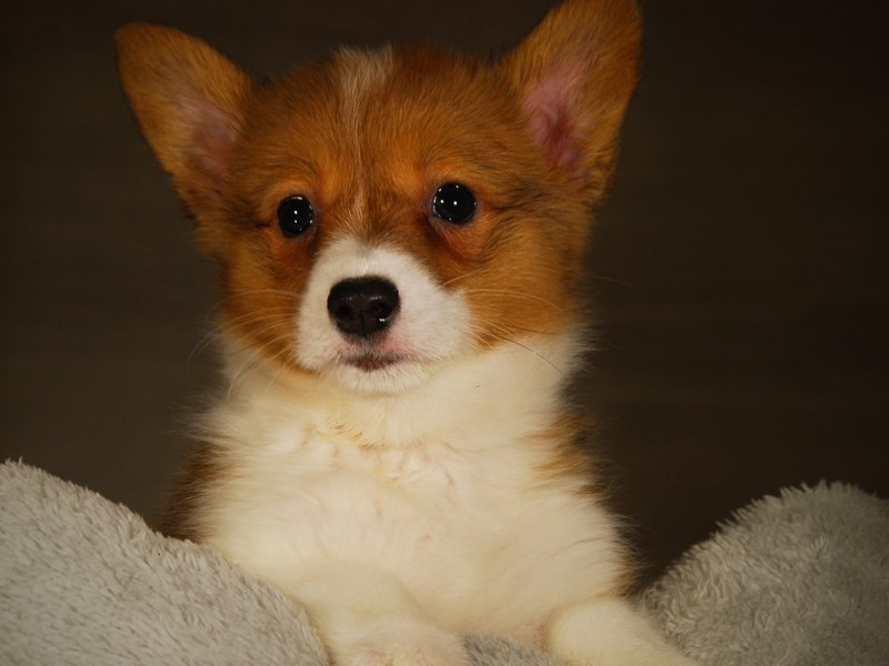 Pembroke Welsh Corgi Dog Female rd & wht 17734