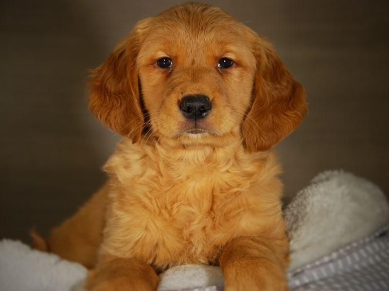 Golden Retriever Dog Female gldn 17733