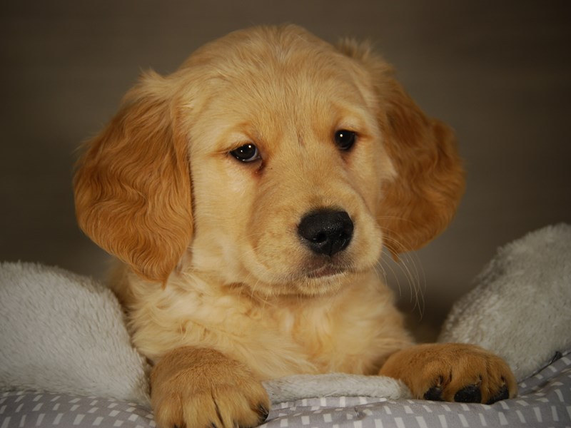 Golden Retriever Dog Male gldn 17732