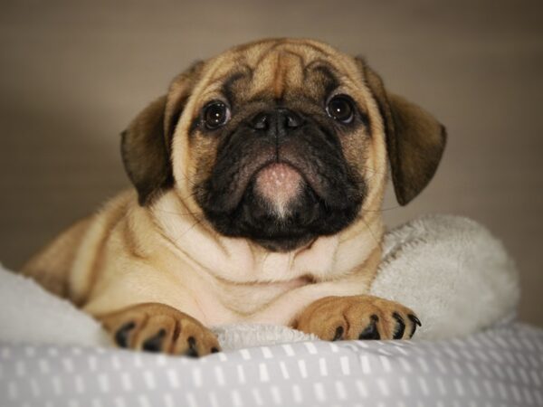 Mini Bulldog-DOG-Male-fn-17731-Petland Iowa City, Iowa