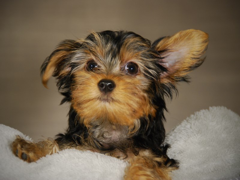 Yorkshire Terrier Dog Male Blk & Tn 17729