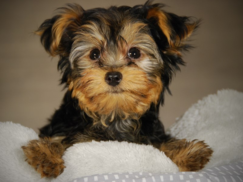 Yorkshire Terrier Dog Female Blk & Tn 17728