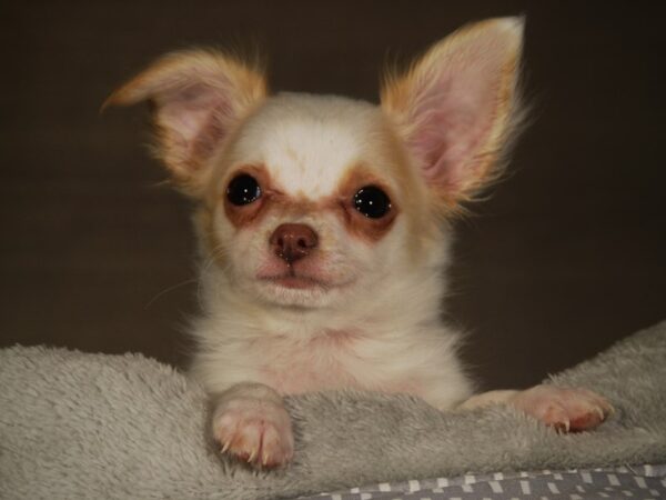 Chihuahua DOG Male WHT W/ FWN 17727 Petland Iowa City, Iowa