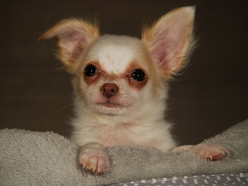 Chihuahua Dog Male WHT W/ FWN 17727