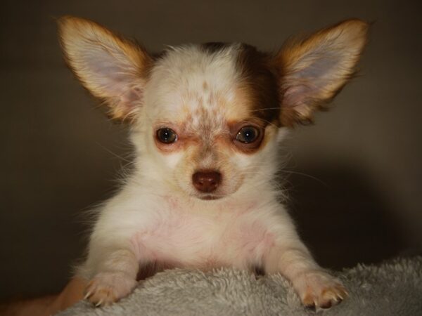 Chihuahua DOG Female WHT & CHOC 17726 Petland Iowa City, Iowa