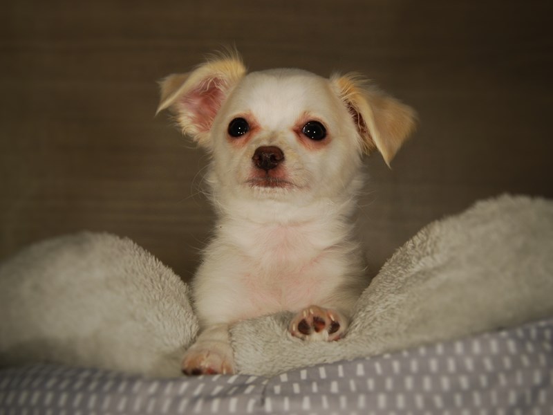 Chihuahua Dog Male wht & cream 17725