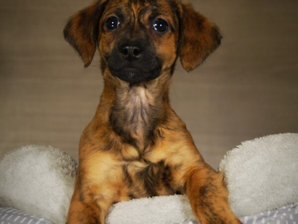 Labradoodle Mini 2nd Gen DOG Male Chocolate 17724 Petland Iowa City, Iowa