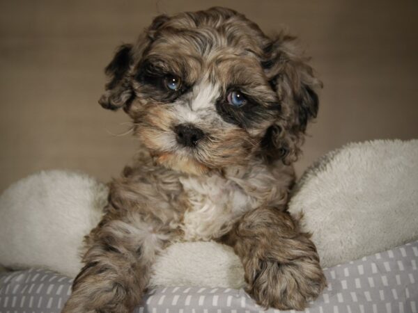 Cockapoo DOG Female Blue Merle 17722 Petland Iowa City, Iowa