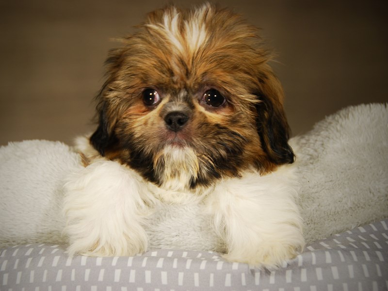 Shih Tzu Dog Male Red Sable 17720