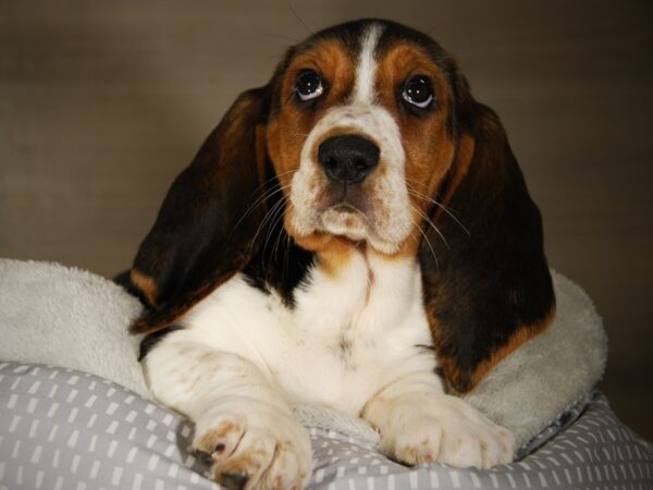 Basset Hound DOG Female Black White / Tan 17718 Petland Iowa City, Iowa