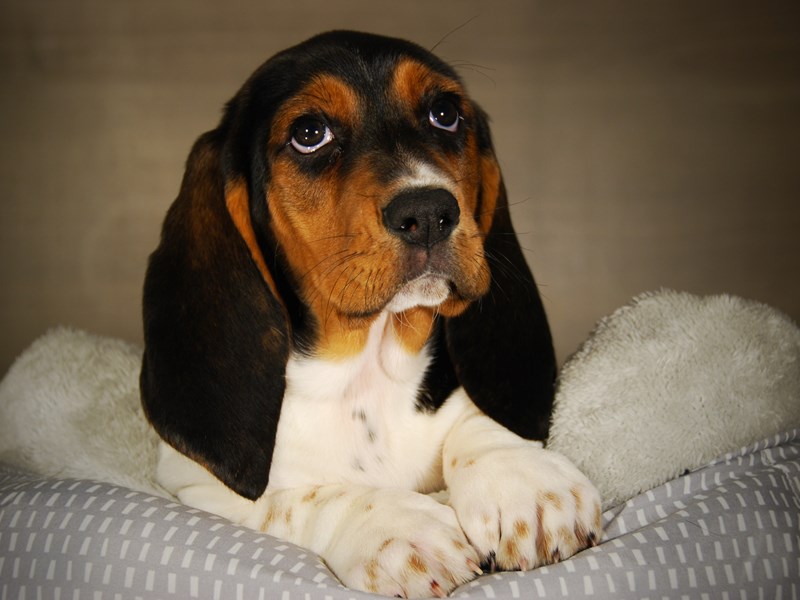 Basset Hound Dog Male Black White / Tan 17717