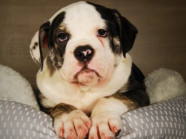 Victorian Bulldoge DOG Male Tri-Colored 17702 Petland Iowa City, Iowa