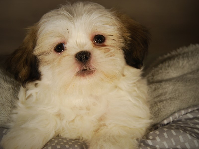 Shih Tzu Dog Male 17746