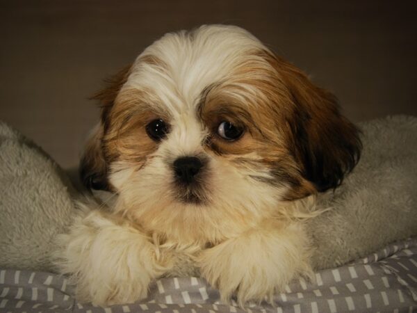 Shih Tzu DOG Male 17747 Petland Iowa City, Iowa