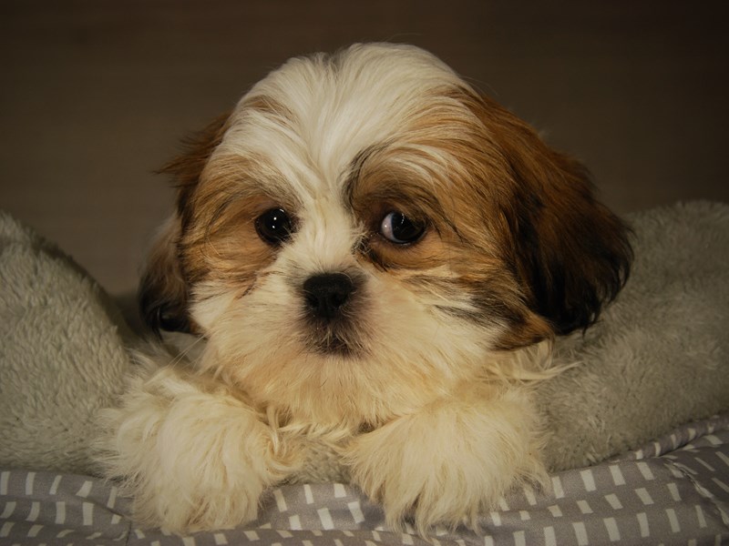 Shih Tzu Dog Male 17747