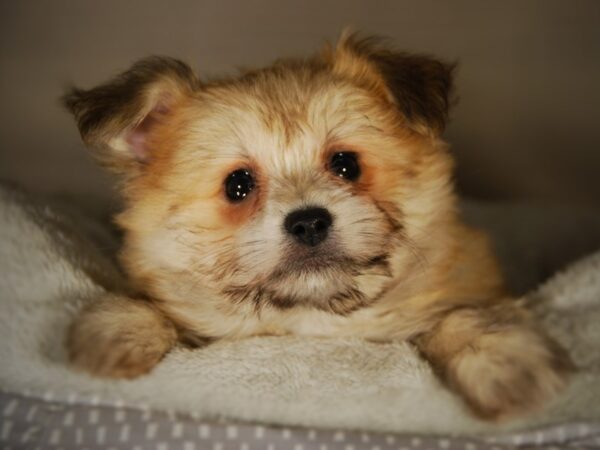 HavaPom DOG Female 17748 Petland Iowa City, Iowa